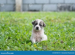Sunantaa, still upset about her puppy's death, showed me this photo of her pet in her garden. Looking very sad